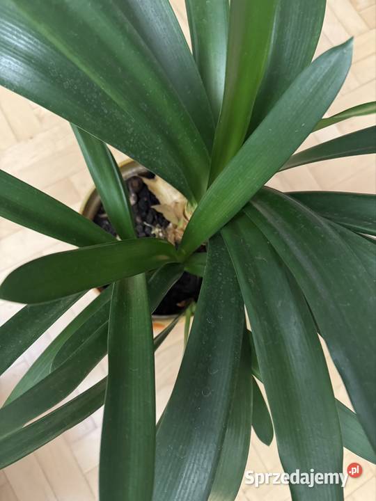 Kliwia pomarańczowa doniczkowa clivia miniata Częstochowa sprzedam