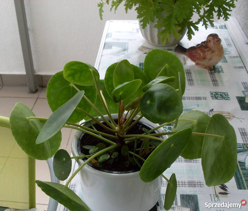 Pieniążek kwiatek doniczkowy domowy wielkopolskie Poznań