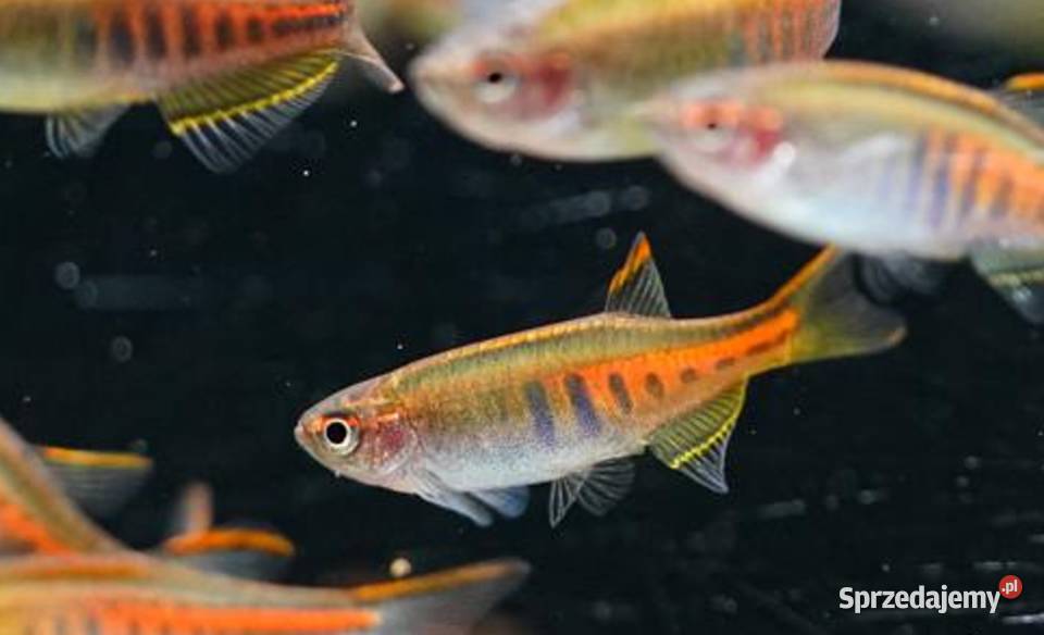 Danio myanmarski Celestichthys choprae BOGATA Zwierzęta Gdańsk
