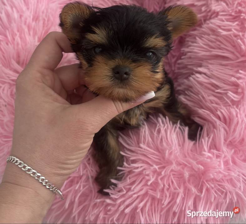Yorkshire terrier mini lubelskie