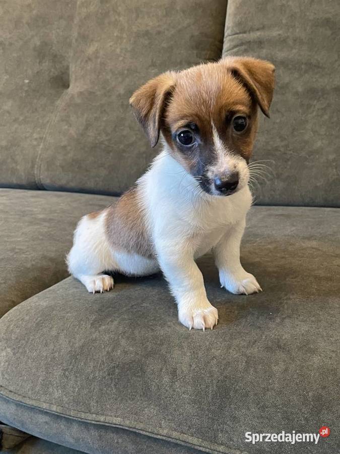 Jack Russell Terrier szczeniaczki Częstochowa