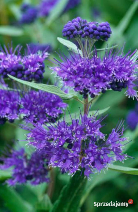 BARBULA KLADOŃSKA Heavenly Blue sadzonki w kujawsko-pomorskie Ustronie sprzedam
