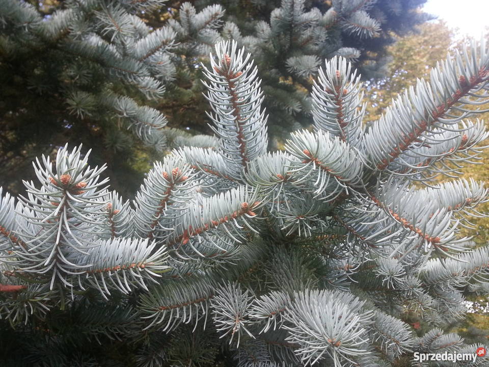 Świerk Koster Hoopsii niebieski szczepiony Rydzyny