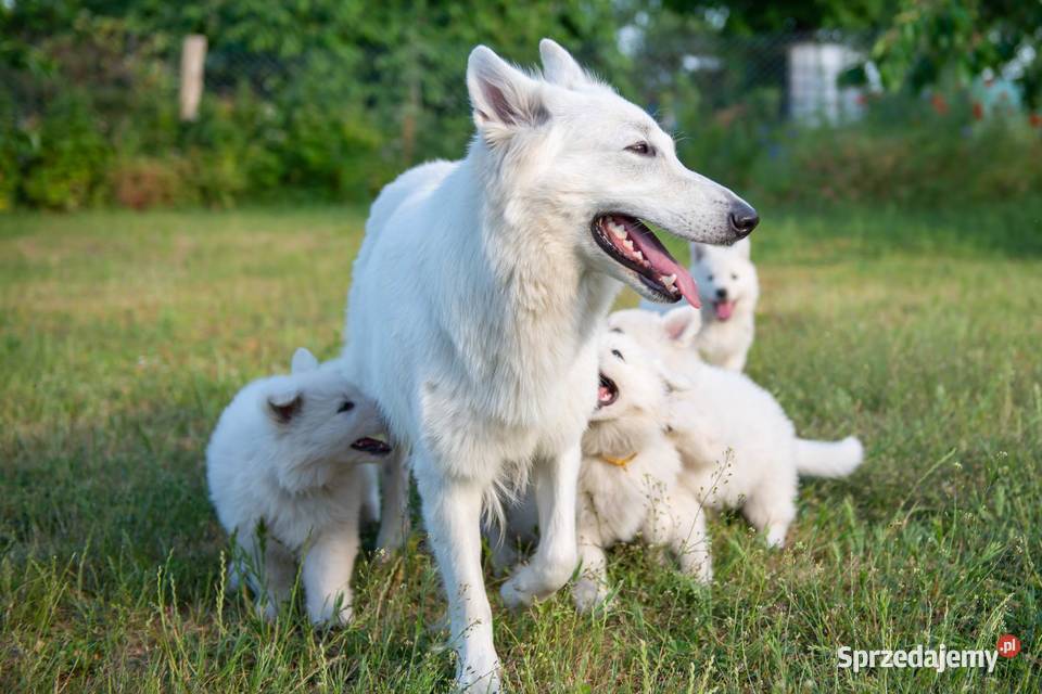 Biały owczarek szwajcarski suczki gotowe do Baniewice