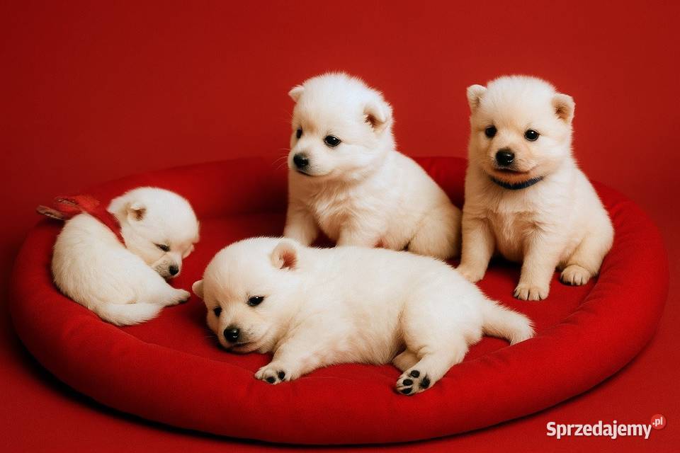 Szpic japoński Maszewo sprzedam