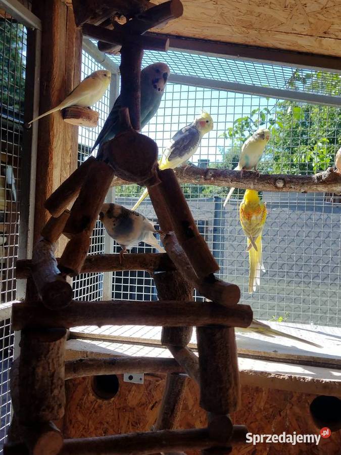 Papugi faliste Ptaki Skaryszew