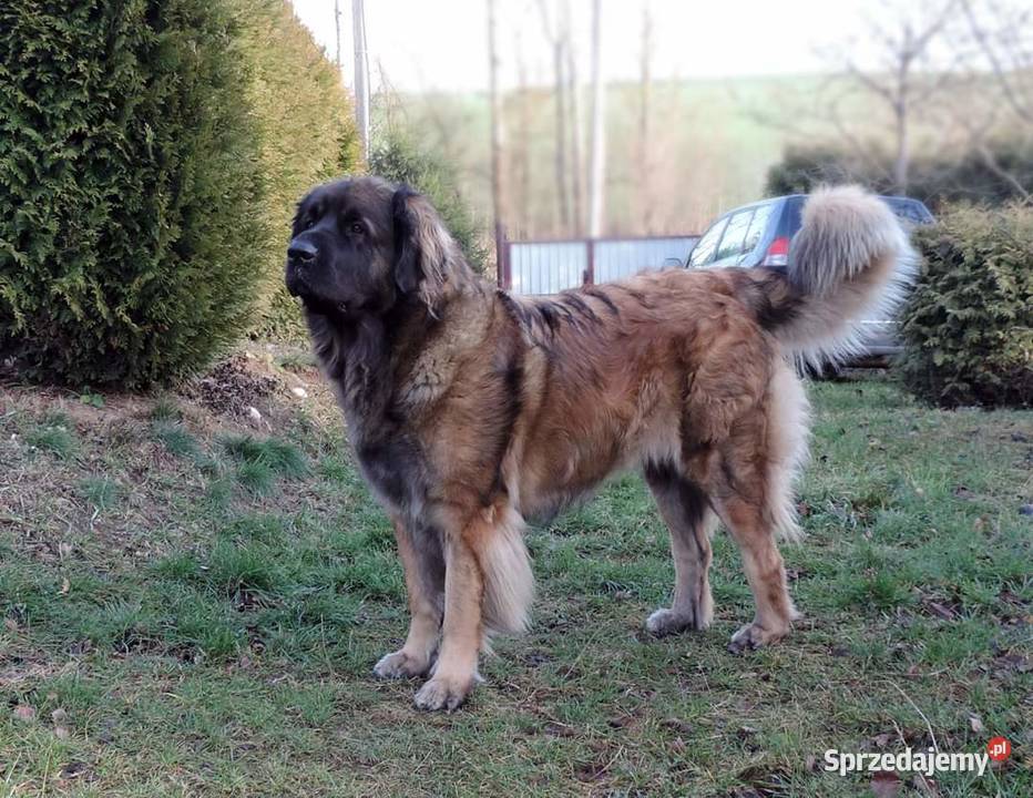 Leonberger szczeniaki Golina