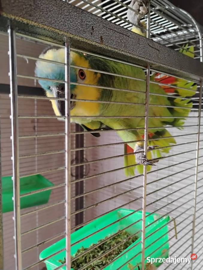 Para Amazonek niebieskoczelnych astevia Zwierzęta Busko-Zdrój