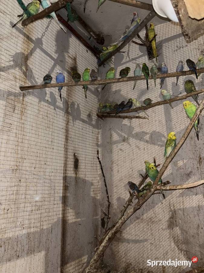 Papugi faliste młode i pary lęgowe zwykłe i Ptaki Zwierzęta małopolskie Gdów