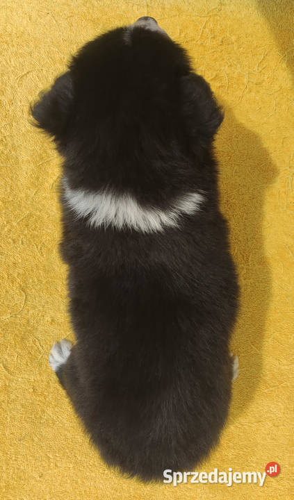 BORDER COLLIE z Hodowli Rasowy pies z pełną dok Iwonicz sprzedam