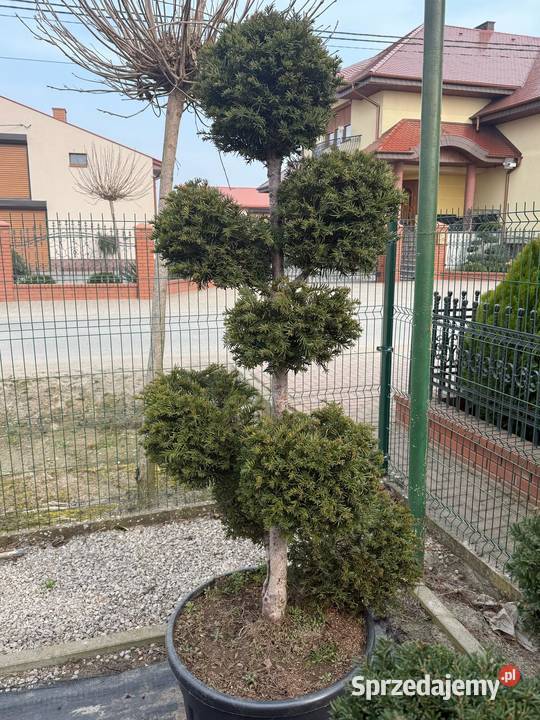 Thuja Hoseri 2030 kulka miniaturka PRODUCENT Rydzyny