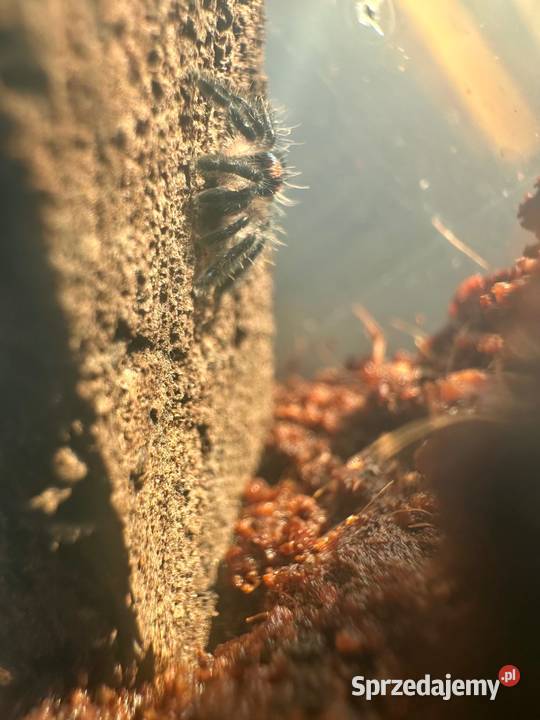 Typhochlaena seladonia L2 10sztuk małopolskie