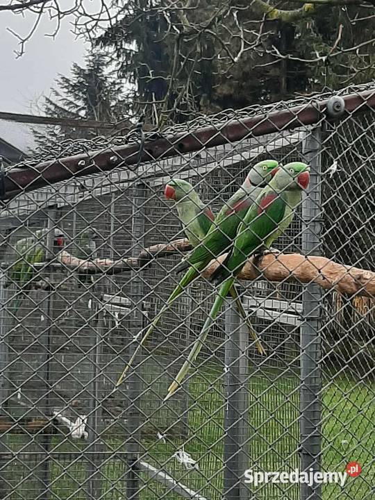 Aleksandretty wielkie 24r Skała