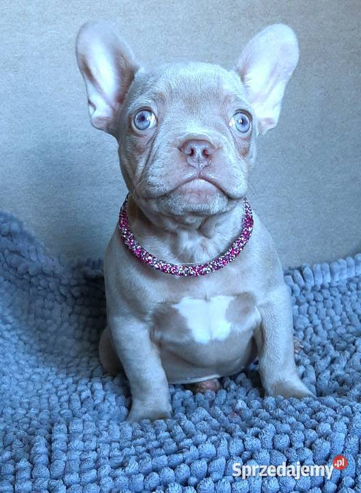 Buldg francuski suczka Pabianice