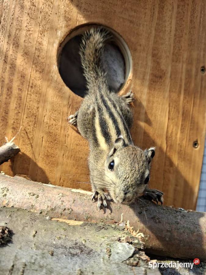 Wiewiorka chińska mazowieckie Pionki