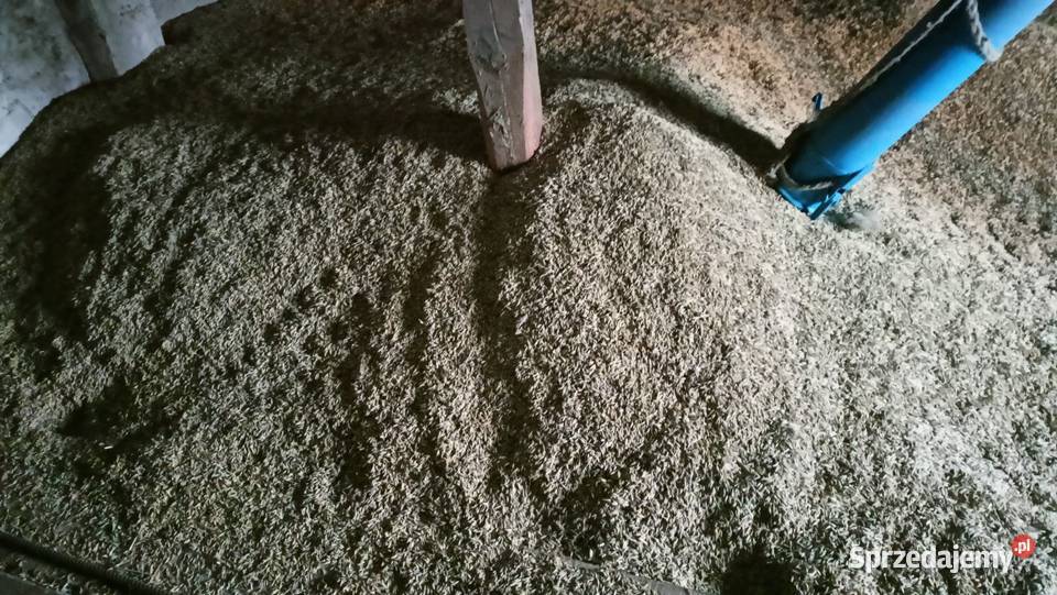 sprzedam owies do siewu