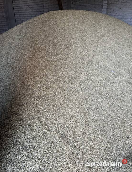 Sprzedam jęczmień ozimy Sandra Zboża Brzozowo-Panki