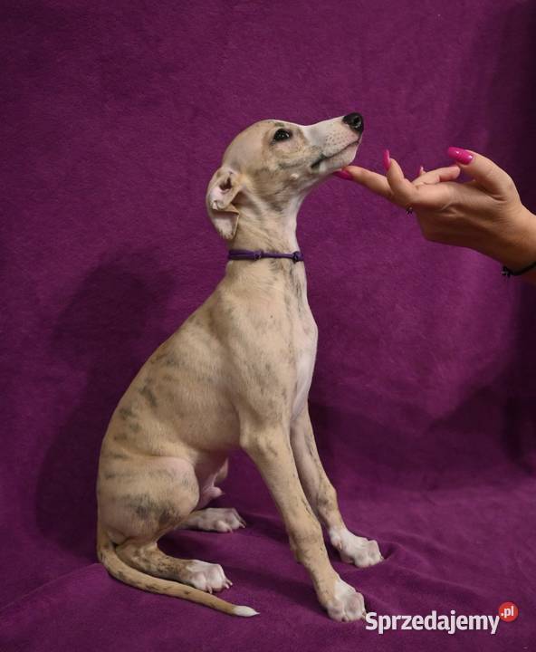 Whippet Chart Angielski Zwierzęta