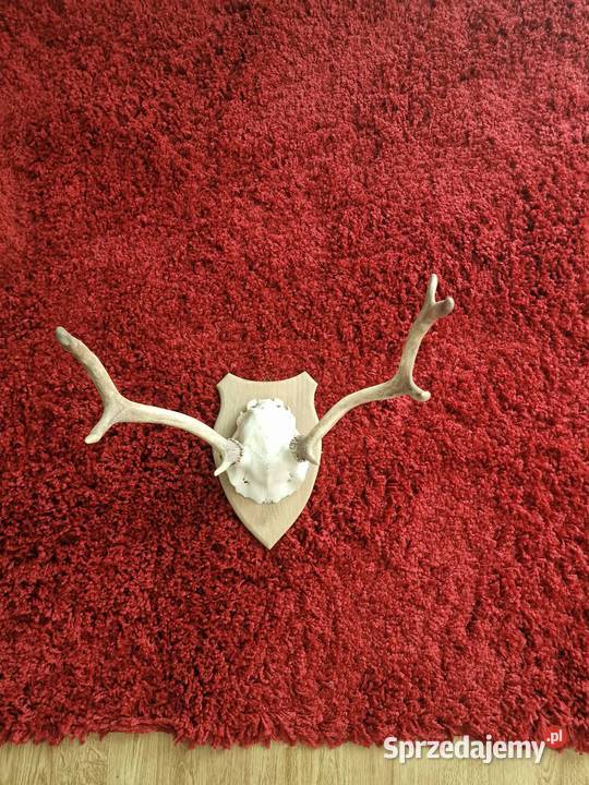 ROGI POROŻE OKAZJA małopolskie