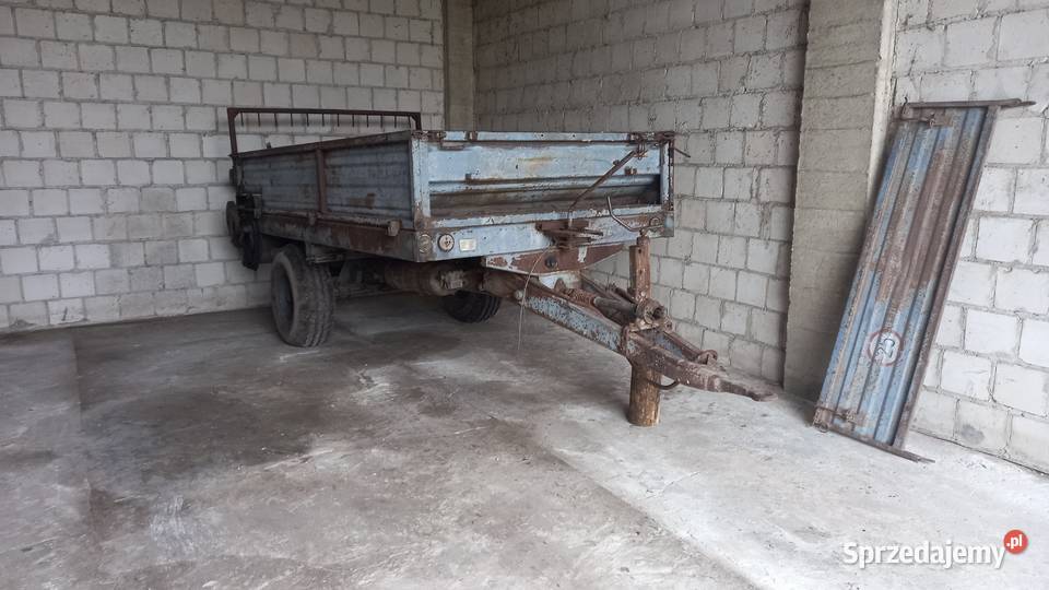 Rozrzutnik czarna białostocka Ostrów Lubelski