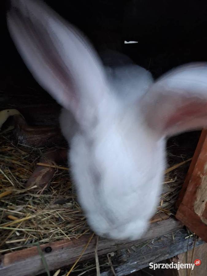 Królica termondzka kotna