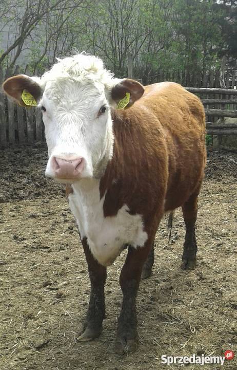 Jałówki Hereford Fiukówka