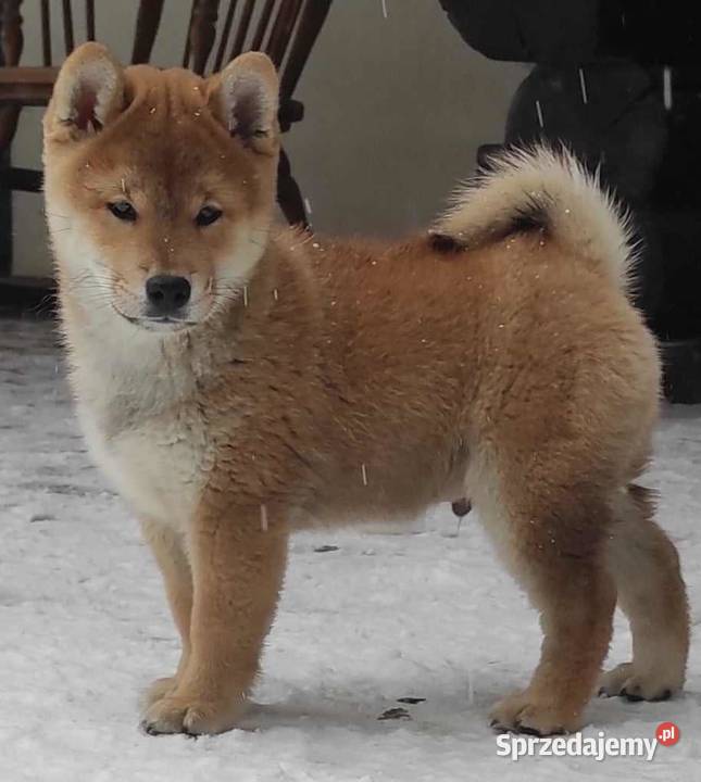 Shiba inu FCI Pozostałe Czyżemin