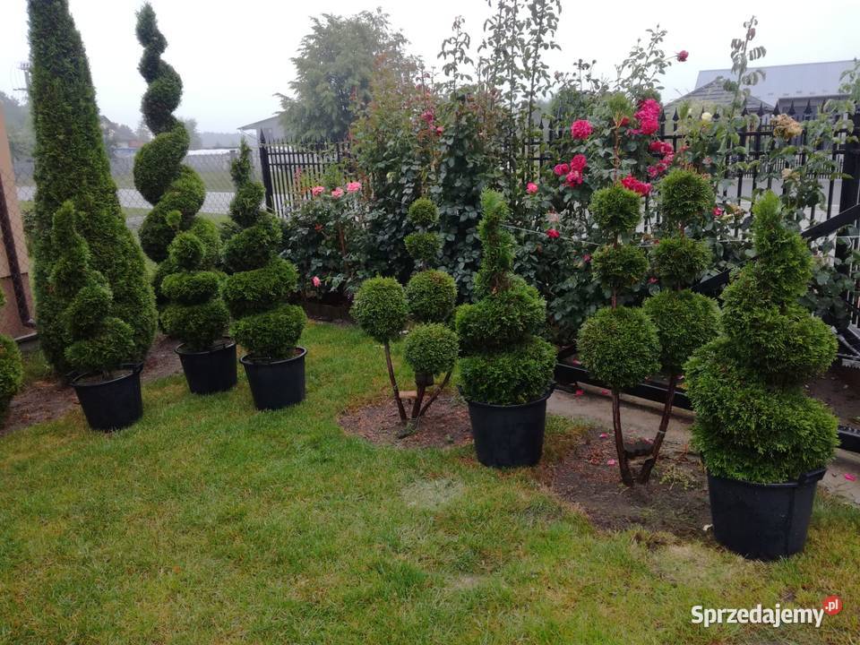 tuje formowane różne kształty mazowieckie Radom