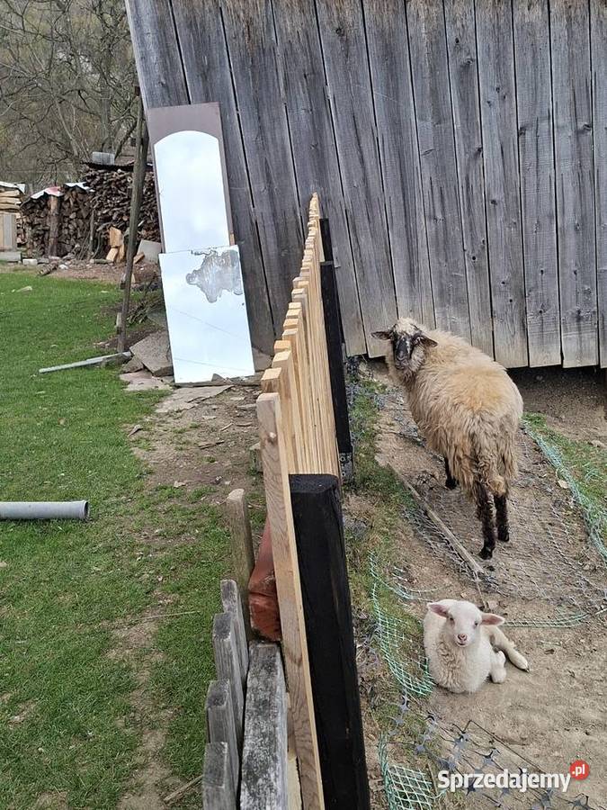 Owca z młodą Żarnówka