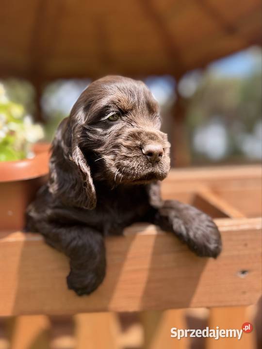 Wyjątkowa czekoladowa sunia Cocker Spaniel mazowieckie Warszawa sprzedam