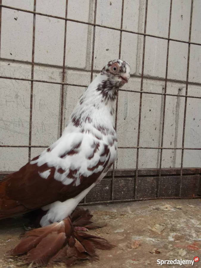 Sprzedam gołąbki ozdobne Garwolin sprzedam