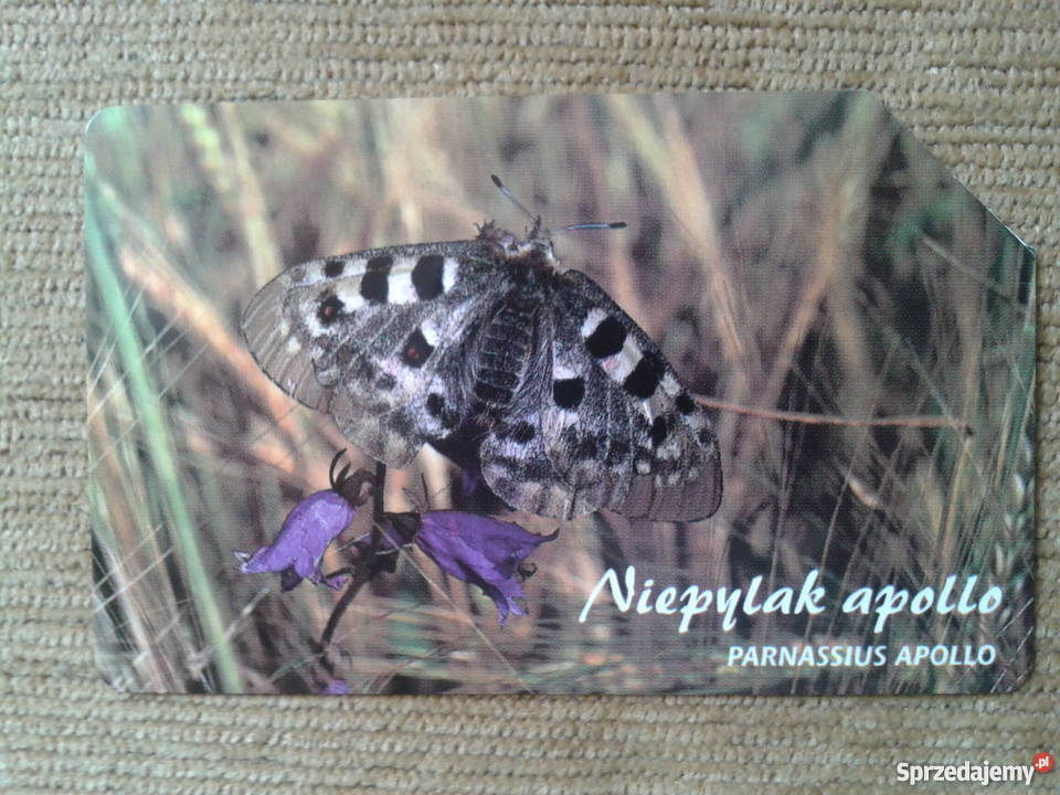 NIEPYLAK APOLLO WYMIERAJĄCY GATUNEK MOTYLA Piszczac