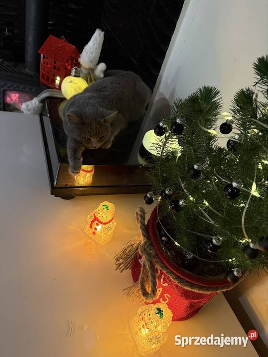 Oddam kocięta szkockie w zamian Warszawa