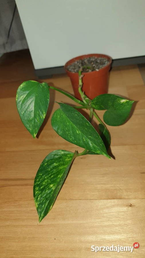 Epipremnum złociste epi mazowieckie