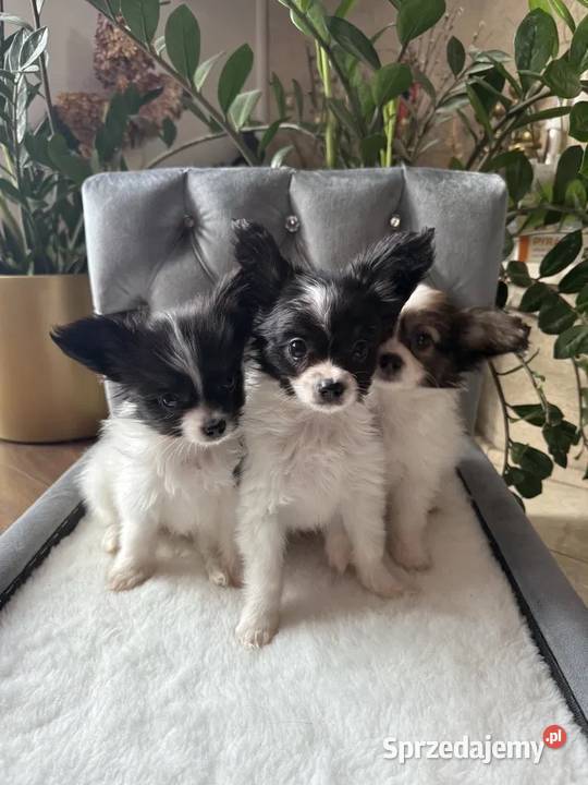 Papillon Spaniel kontynentalny miniaturowy Szpic miniaturowy śląskie