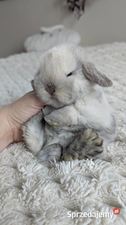Mini lop królik miniaturka mały karzełek baranek