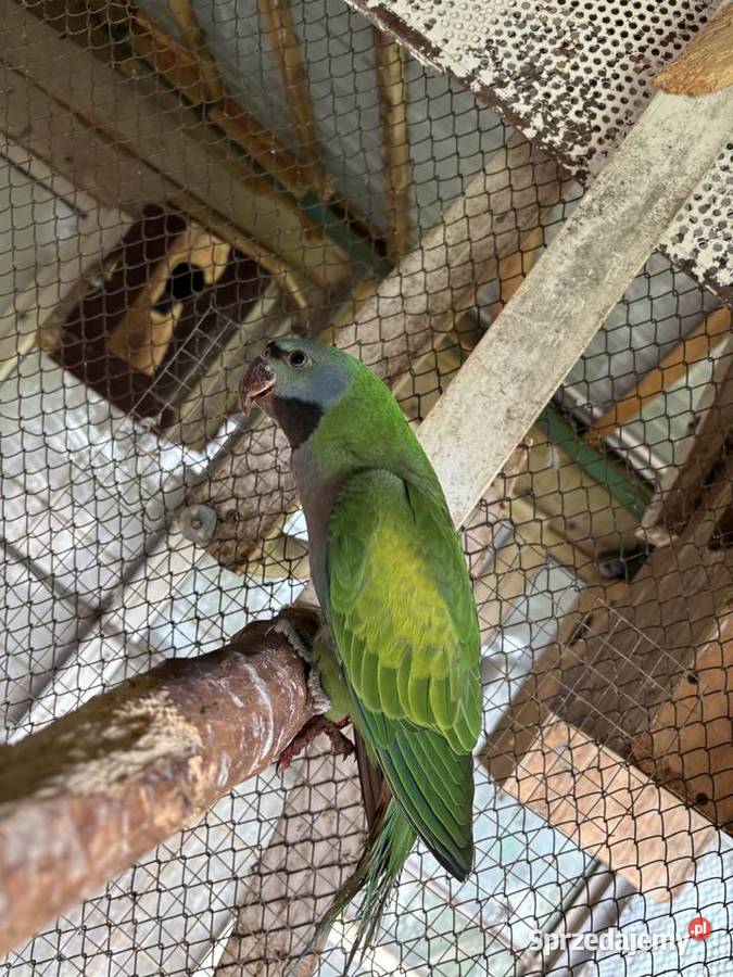 Papugi aleksandretty mazowieckie Ośnica