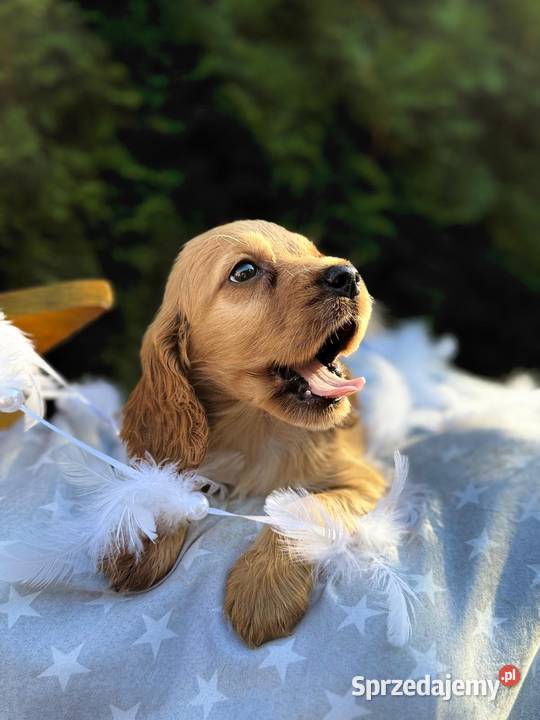 Cudowna złota sunia Cocker Spaniel Angielski z sprzedam