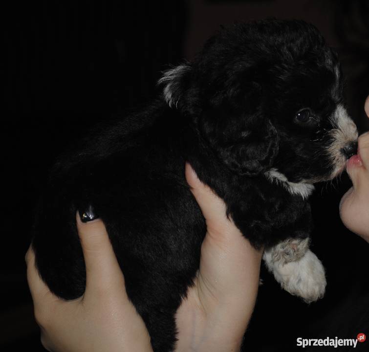 MALTIPOO maltańczyk pudel HIT usa malti poo śląskie