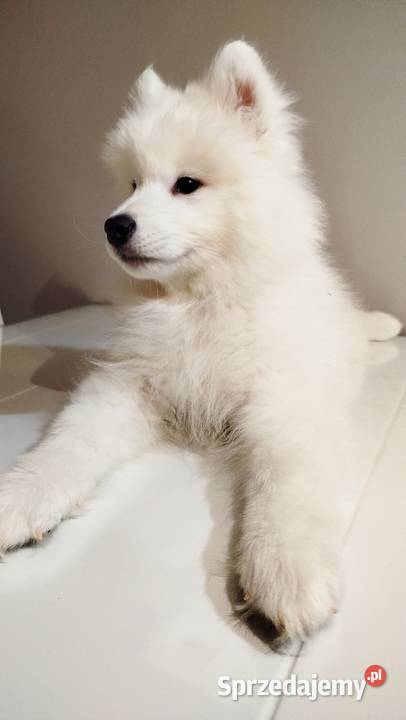 Samoyed szczeniaki Bydgoszcz