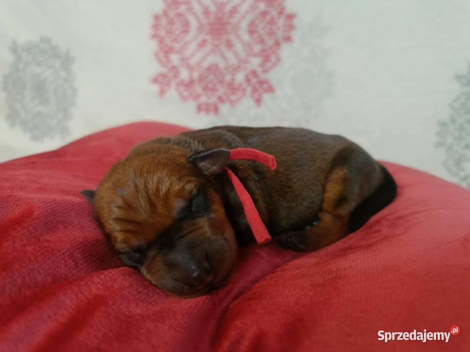 Pinczer średni niemiecki Fdration Cynologique Czeladź sprzedam