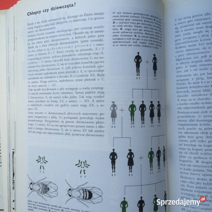 2582 Encyklopedia Larousse Szczecin