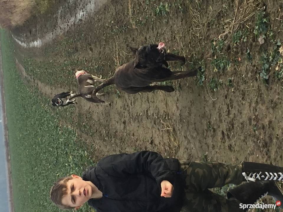 Oddam parę Amstaffów dolnośląskie Wrocław