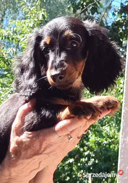 Jamniki dlugowlose miniaturowe sprzedaz Sieradz