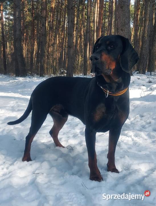 Gończy Polski Reproduktor Gostyń