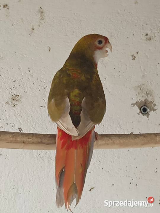 Papugi Rozella