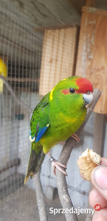 papugi modrolotki kozie wielkopolskie sprzedam