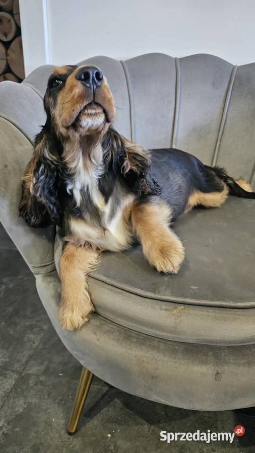 Cocker spaniel angielski Jasienie
