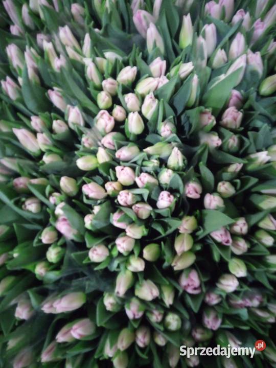 Tulipan cięty na 8 marca Częstochowa