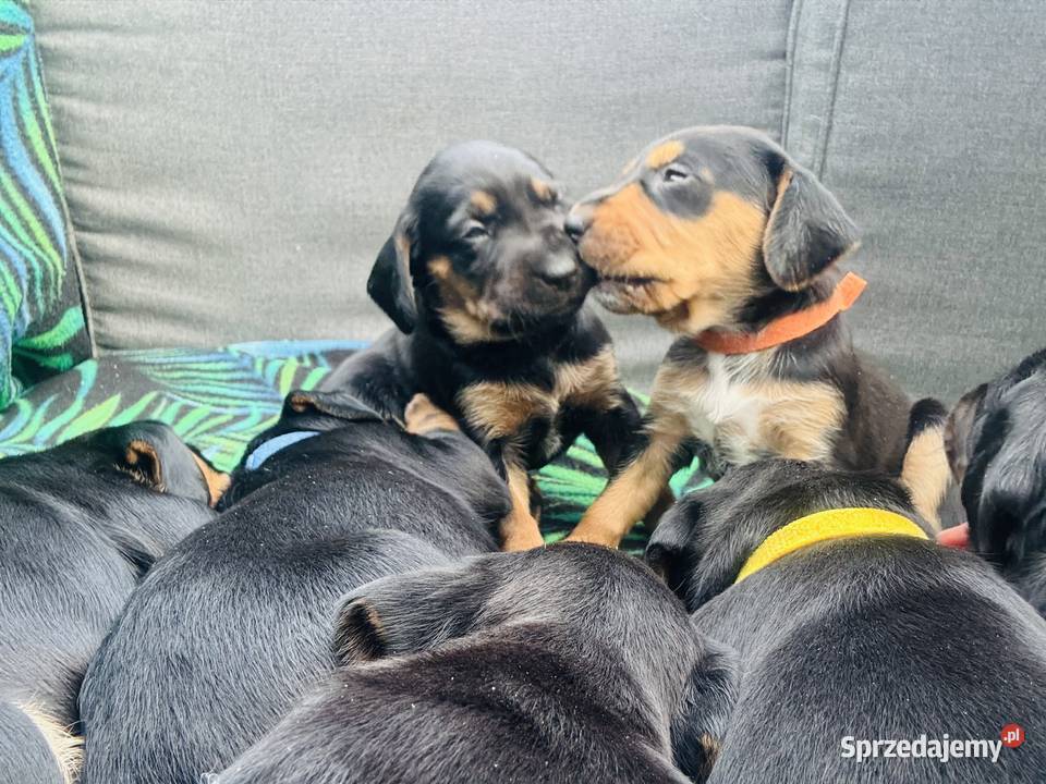 Gończy Polski szczenię Uniejów